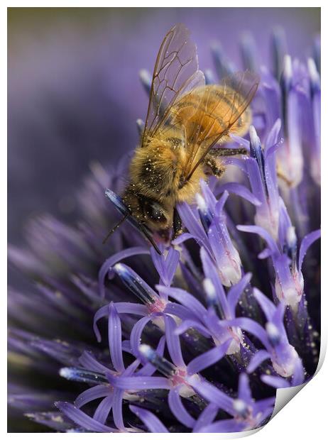 Honey Bee Pollinating Print by Kelly Bailey