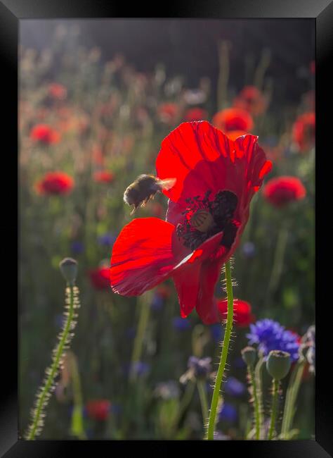 Bumble Bee on Wild Poppy Framed Print by Kelly Bailey
