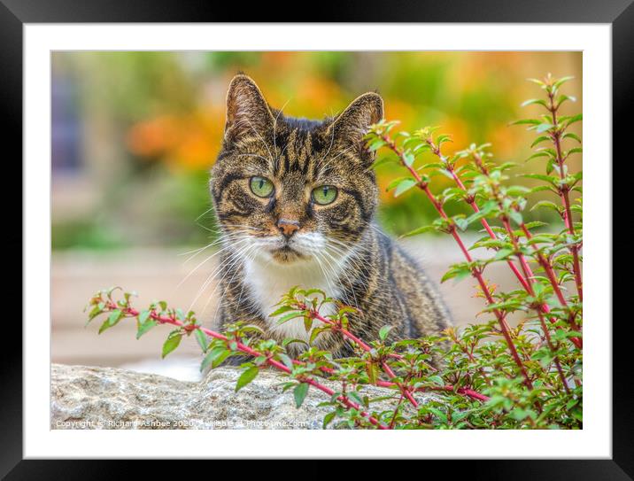 Animal cat Framed Mounted Print by Richard Ashbee