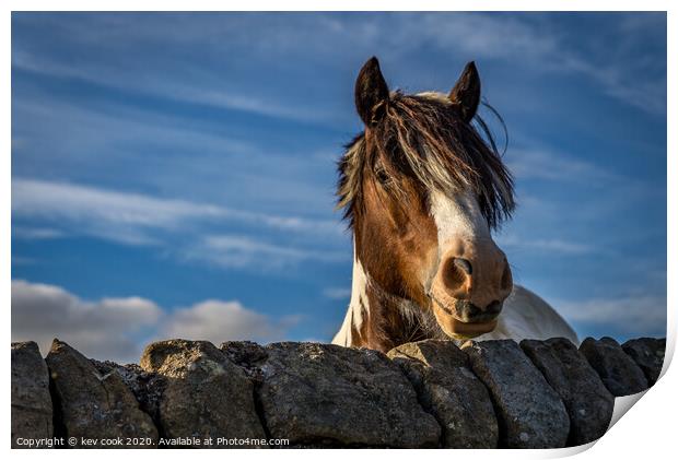 Poni Print by kevin cook