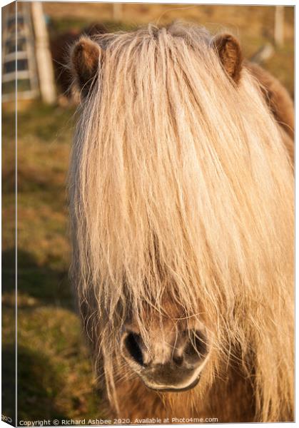 A hairy Shetland Pony Canvas Print by Richard Ashbee