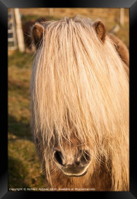 A hairy Shetland Pony Framed Print by Richard Ashbee