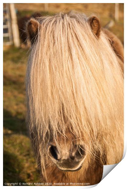 A hairy Shetland Pony Print by Richard Ashbee
