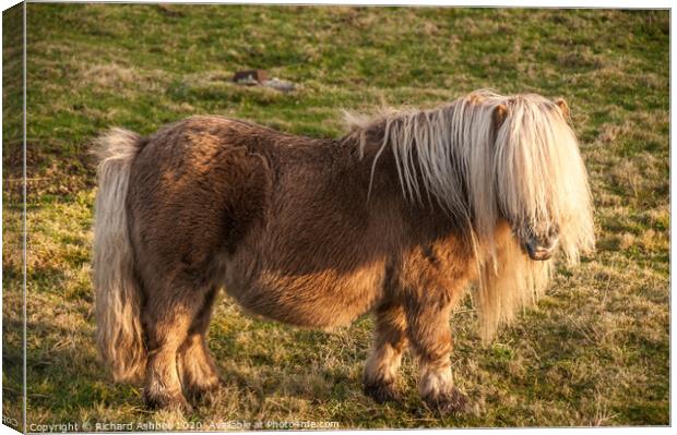 Shetland Pony with cream forelock Canvas Print by Richard Ashbee