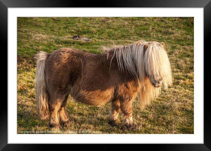 Shetland Pony with cream forelock Framed Mounted Print by Richard Ashbee
