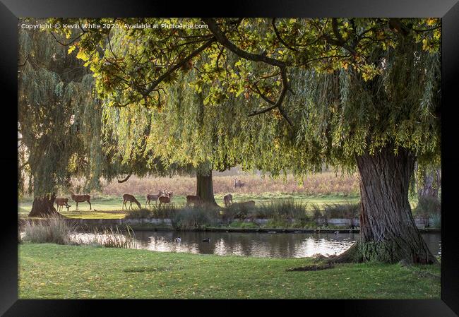 Gathering of Deer Framed Print by Kevin White