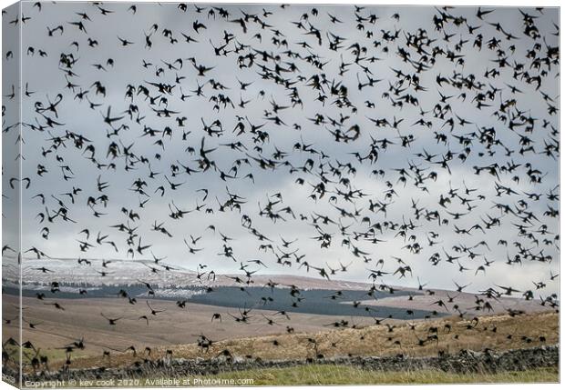 Starlings Canvas Print by kevin cook