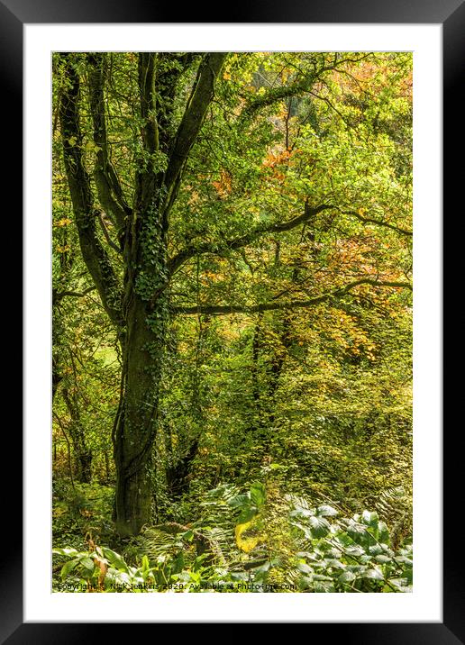 Woodland in Autumn  on a footpath south Wales Framed Mounted Print by Nick Jenkins