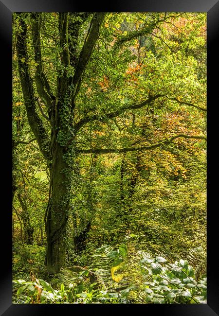 Woodland in Autumn  on a footpath south Wales Framed Print by Nick Jenkins