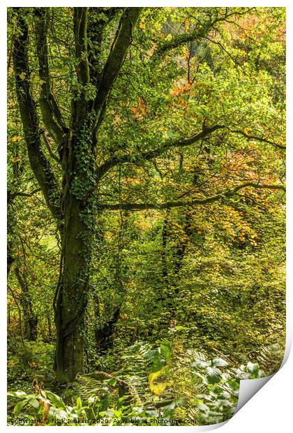 Woodland in Autumn  on a footpath south Wales Print by Nick Jenkins