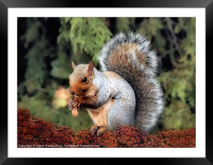 Cute Squirrel Framed Mounted Print by Elaine Manley