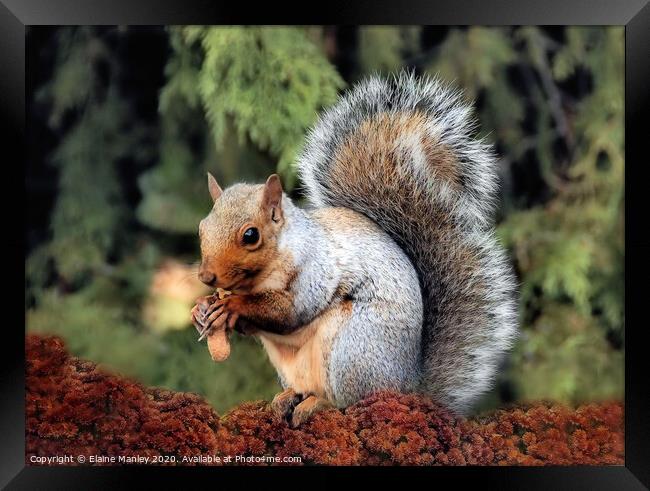 Cute Squirrel Framed Print by Elaine Manley