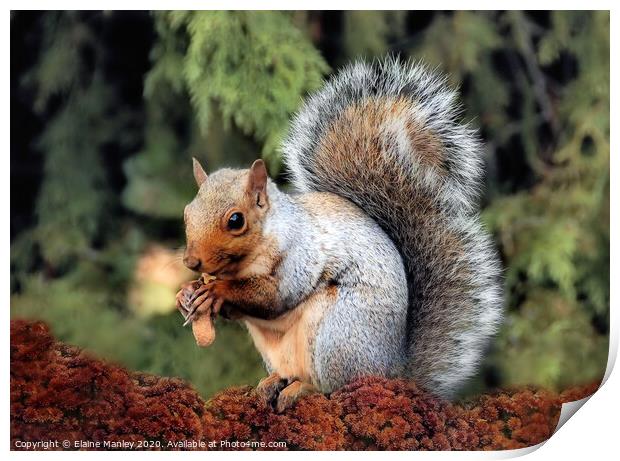 Cute Squirrel Print by Elaine Manley
