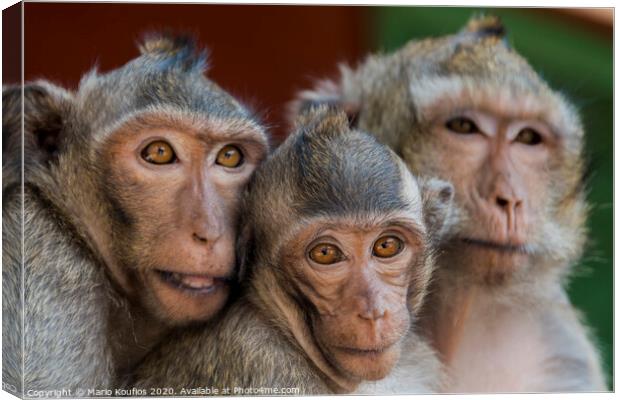 The monkeys of Wat Leu Temple Sihanoukville Cambodia Canvas Print by Mario Koufios