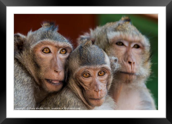 The monkeys of Wat Leu Temple Sihanoukville Cambodia Framed Mounted Print by Mario Koufios