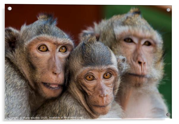 The monkeys of Wat Leu Temple Sihanoukville Cambodia Acrylic by Mario Koufios
