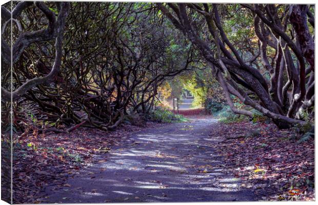 Tree lined Rhododendron walkway Canvas Print by Leighton Collins