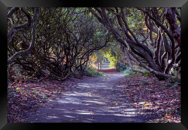 Tree lined Rhododendron walkway Framed Print by Leighton Collins
