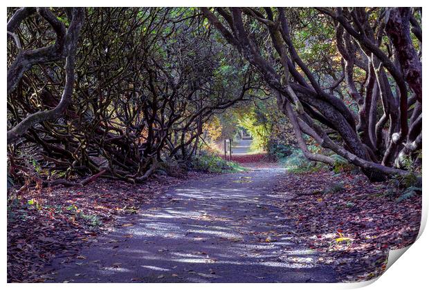 Tree lined Rhododendron walkway Print by Leighton Collins