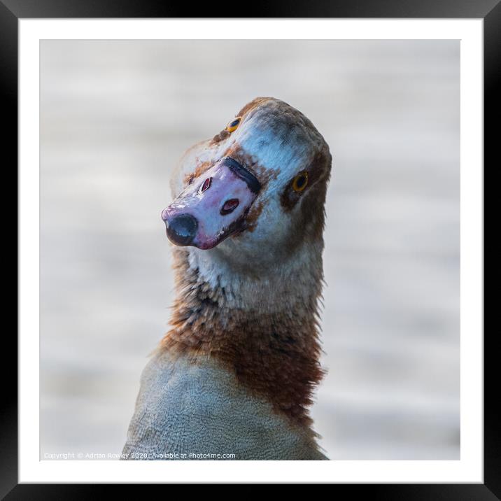 Egyptian Goose Framed Mounted Print by Adrian Rowley
