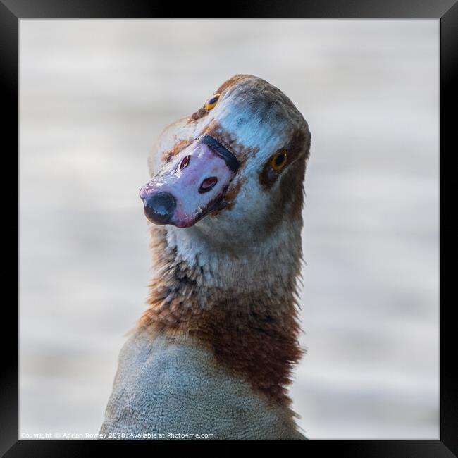 Egyptian Goose Framed Print by Adrian Rowley
