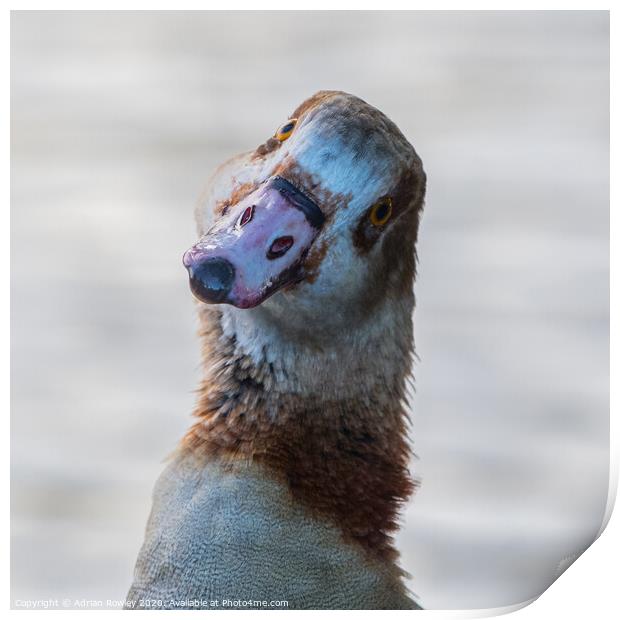 Egyptian Goose Print by Adrian Rowley