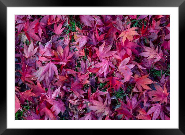 Acer leaves in Autumn Framed Mounted Print by Leighton Collins