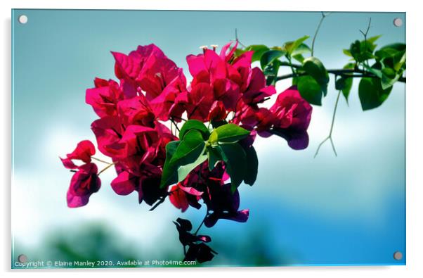 Bougainvilla Flower Acrylic by Elaine Manley