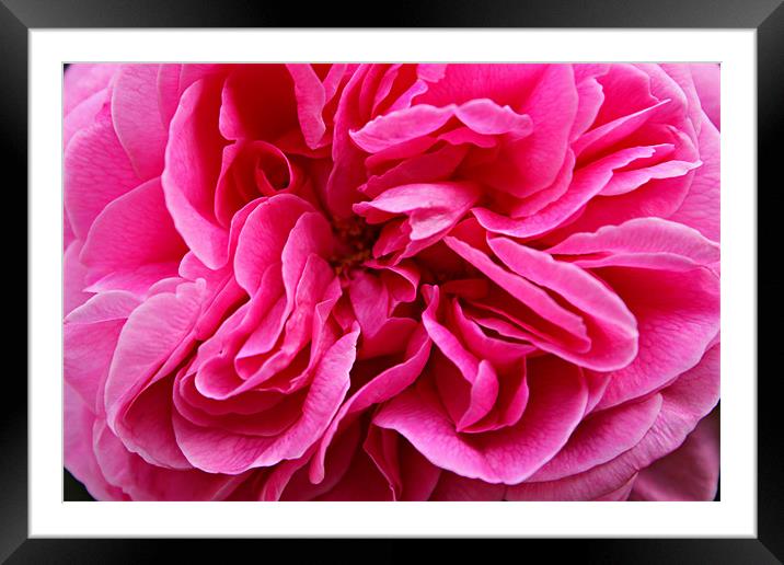 Pink Peony Framed Mounted Print by kelly Draper