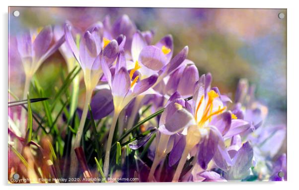  Spring Crocus Acrylic by Elaine Manley