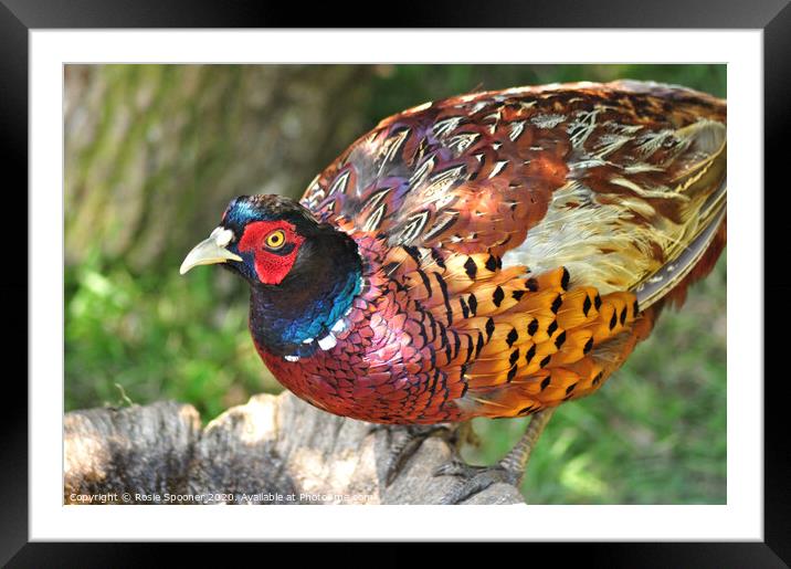 Pheasant on The Bird Bath Framed Mounted Print by Rosie Spooner