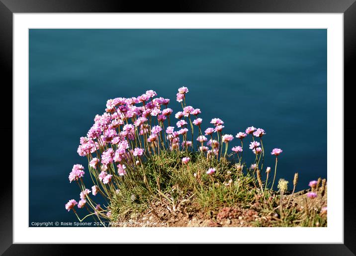 Sea thift on the coast path Framed Mounted Print by Rosie Spooner