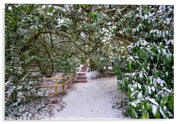 Snowy path  Acrylic by Rosie Spooner