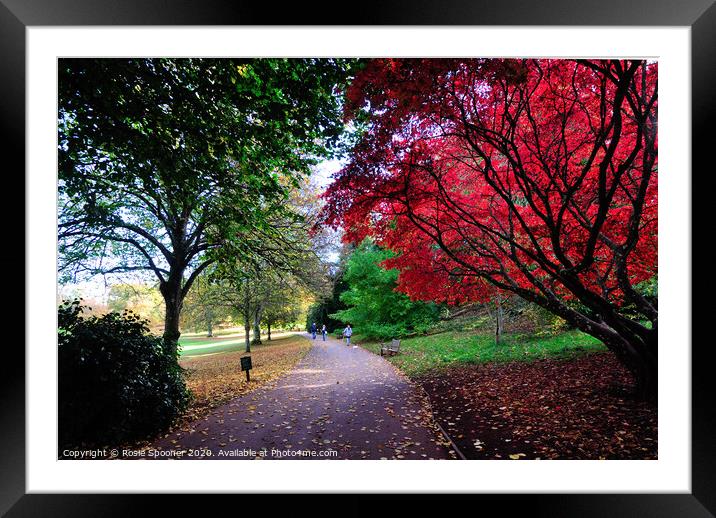 Autumn Walk at Cockington in Torquay Framed Mounted Print by Rosie Spooner