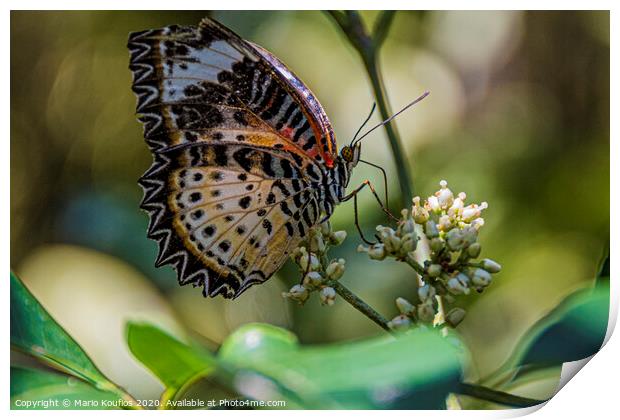 Multicolored butterfly posing on a flower. Print by Mario Koufios