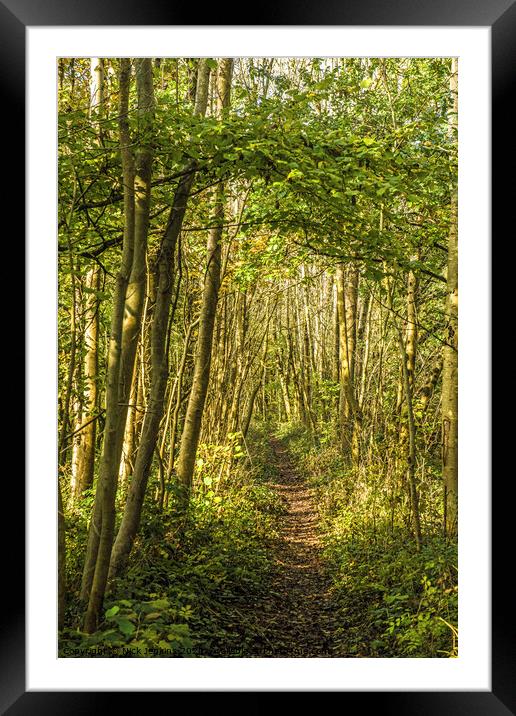 The pathway through the woods in south Wales Framed Mounted Print by Nick Jenkins
