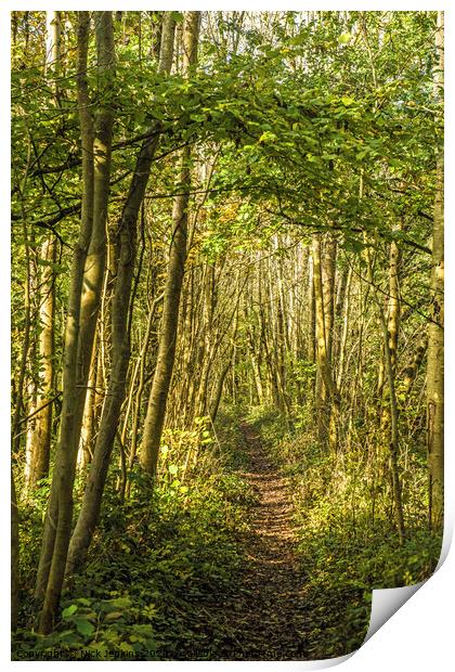 The pathway through the woods in south Wales Print by Nick Jenkins