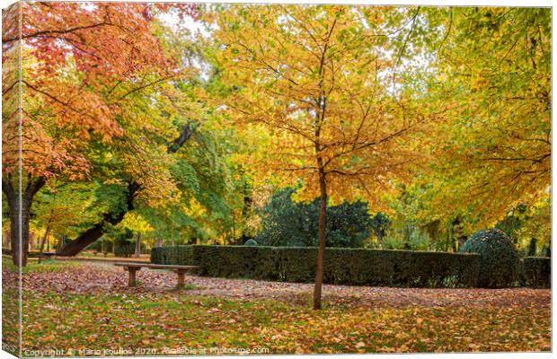 Park with trees with vibrant foliage and colorful fallen leaves by autumn. . Aranjuez Community of Madrid. Spain Canvas Print by Mario Koufios