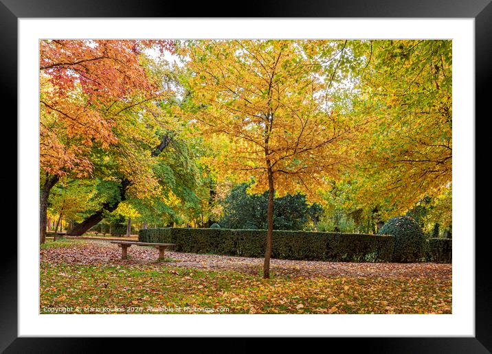 Park with trees with vibrant foliage and colorful fallen leaves by autumn. . Aranjuez Community of Madrid. Spain Framed Mounted Print by Mario Koufios
