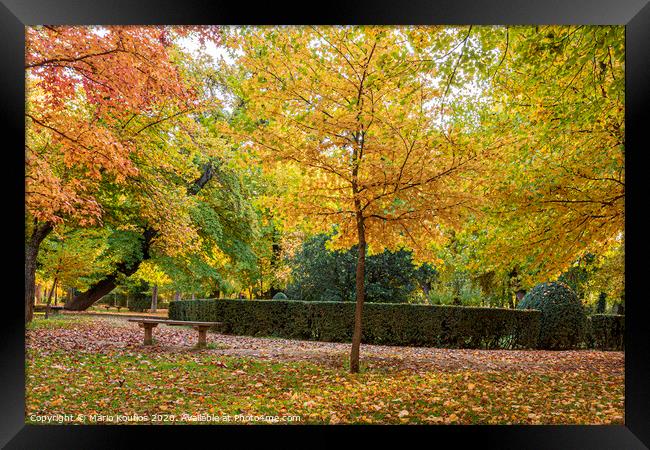 Park with trees with vibrant foliage and colorful fallen leaves by autumn. . Aranjuez Community of Madrid. Spain Framed Print by Mario Koufios
