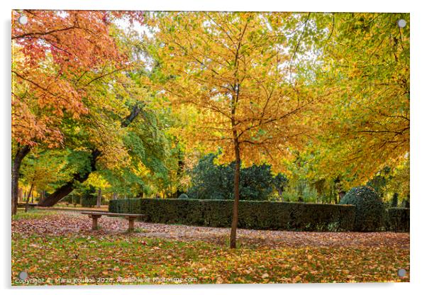 Park with trees with vibrant foliage and colorful fallen leaves by autumn. . Aranjuez Community of Madrid. Spain Acrylic by Mario Koufios