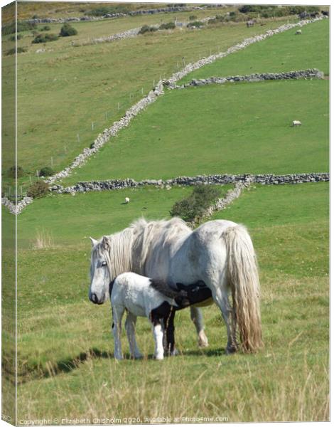 Dartmoor Pony and Foal Canvas Print by Elizabeth Chisholm