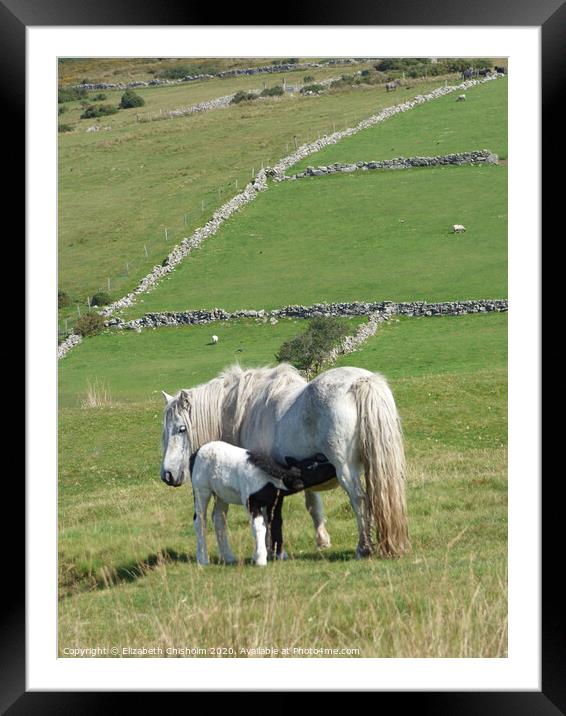 Dartmoor Pony and Foal Framed Mounted Print by Elizabeth Chisholm