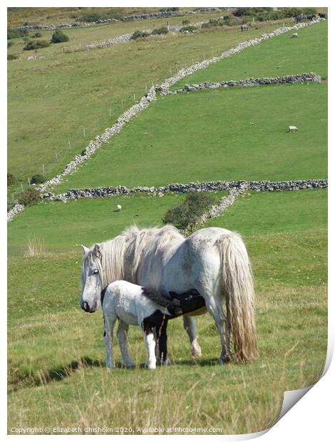 Dartmoor Pony and Foal Print by Elizabeth Chisholm