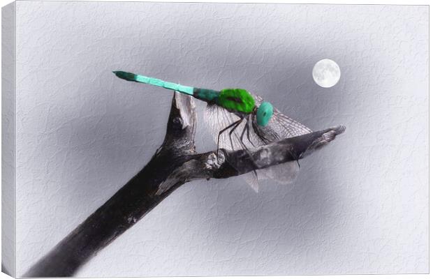 Dragonfly in the Moonlight Canvas Print by Tom York