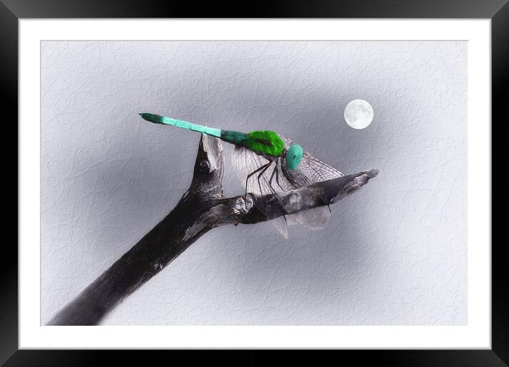 Dragonfly in the Moonlight Framed Mounted Print by Tom York