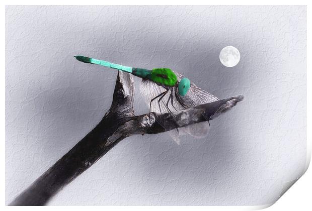 Dragonfly in the Moonlight Print by Tom York
