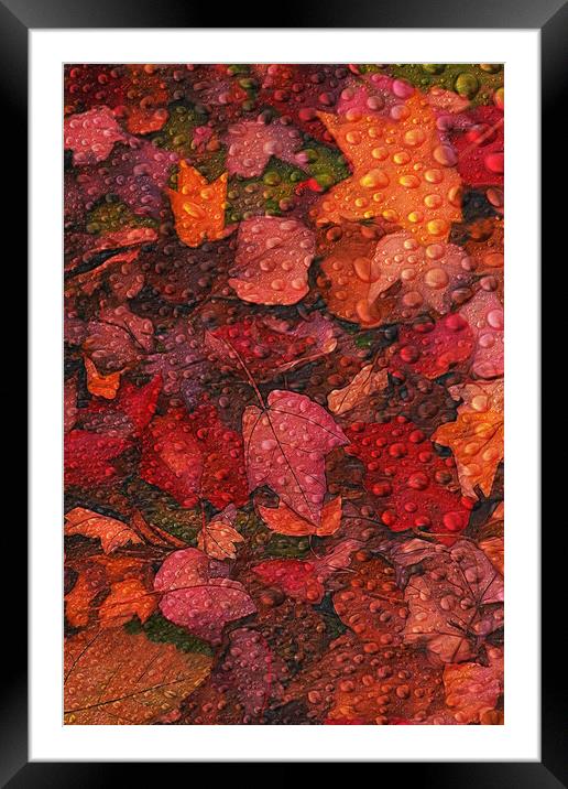 Fallen Leaves Framed Mounted Print by Tom York