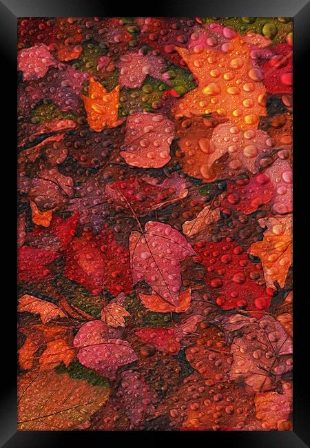 Fallen Leaves Framed Print by Tom York
