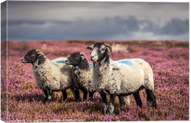 Sheep in T,heather Canvas Print by kevin cook